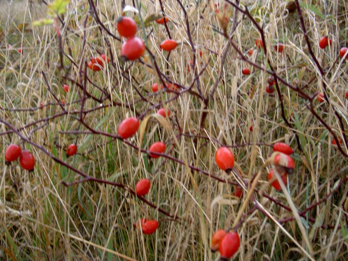 SIPEK.PNG, 501 kB. 10.6. 2011.